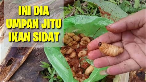 Umpan Jitu Ikan Sidat || Cara Mencari Ulat Kelapa / Gendon 2020 - YouTube
