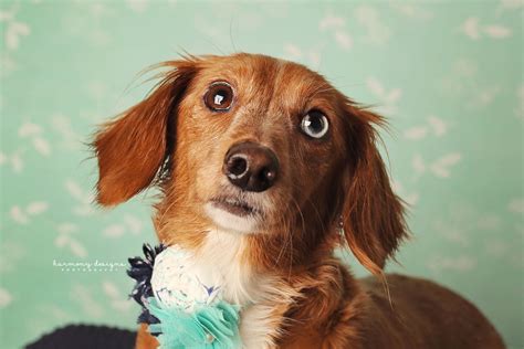 Looking for a puppy or dog in nashville, tennessee? Dachshund dog for Adoption in Nashville, TN. ADN-716748 on ...