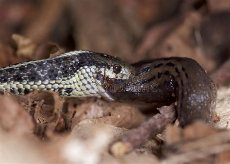 How often do garden snakes eat. Garter Snake eating slug stock image. Image of forest ...