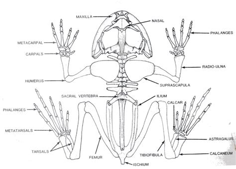 In this you are going to learn how to draw labelled diagram of frog easily for the classification of animals of kingdom animalia and phylum. Frog Skeleton