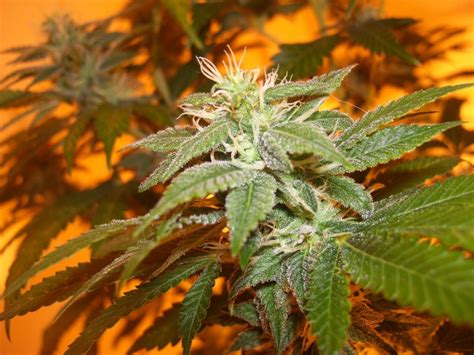 Growing outdoors, plants will start the flowering stage when the days grow shorter, usually when autumn is coming. Do Autoflowering Marijuana Strains Only Grow Short?