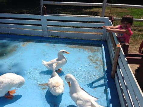 Then they can opt to groom or feed. Farms to visit animals on Long Island…