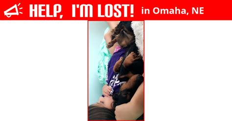 Our late night trap checker, sara, and her neighbor krissy discovered him at their 9 pm trap. Lost Dog (Omaha, Nebraska) - Millie