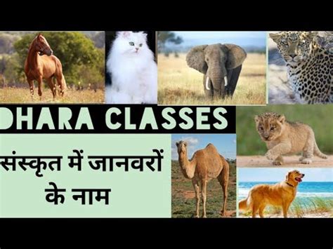 Learn sanskritanimal names in sanskrit add missing animal names. संस्कृत में जानवरों के नाम | Sanskrit me janvaro ke naam ...