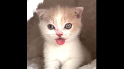 Di turki, kucing ini terkenal sebagai kucing yang cantik dan imut. 18+ Foto Anjing Lucu Imut