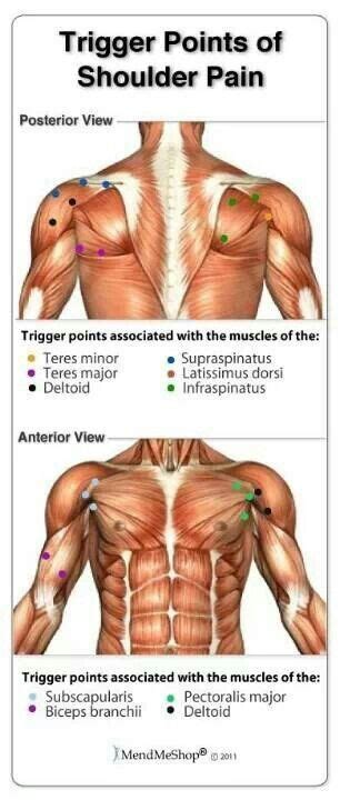 External rotation views and internal rotation views from two different patients. Trigger Points of Shoulder Pain | Massage Therapy ...