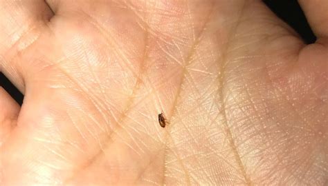 If you've got small flying black bugs with hard shell in house, they may be carpet beetles. Small tiny brown bugs in house