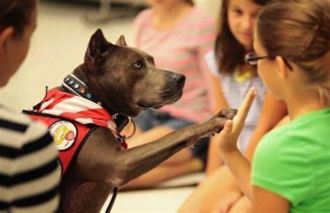 Maybe you would like to learn more about one of these? Kumpulan Fakta Anjing Pitbull yang Menarik - Tokopedia Blog