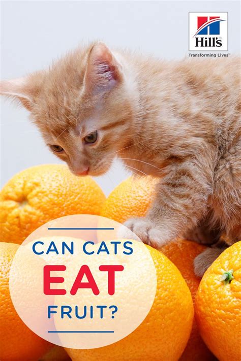 If you are having a fruity snack, then you might be tempted to give your kitty a slice or two. Can my pets eat fruit? If you're tempted to feed these ...