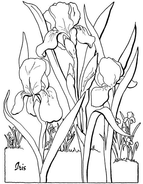 Children young and old, plus probably a few adults, will enjoy colouring in the patterns on this simple flower colouring page. Free Adult Floral Coloring Page! - The Graphics Fairy