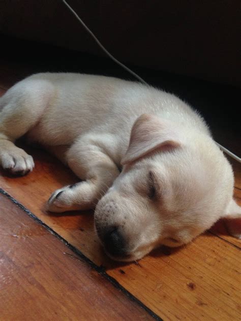 These guys might be hard to figure out their breed without a dna test. Breeds trying to figure out what breed my puppy really ...