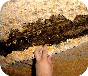 Aflatoxin in food and feed: mycotoxin risk management system - Engormix