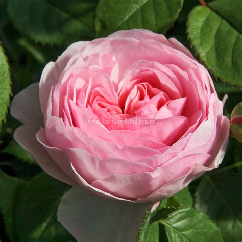 This english rose is the perfect shade of pink! Olivia Rose Austin ® - Rosen online kaufen im Rosenhof ...