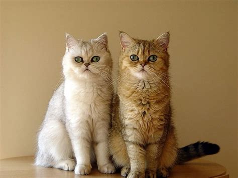 Check spelling or type a new query. Gambar Kucing Comel Cute: Kucing Parsi Kembar Tiga