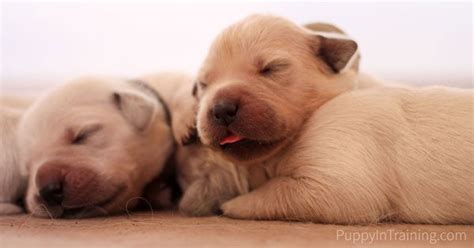 Golden retriever puppies are also incredibly social. When Do You Take A Newborn Puppy To The Vet? - Puppy In ...