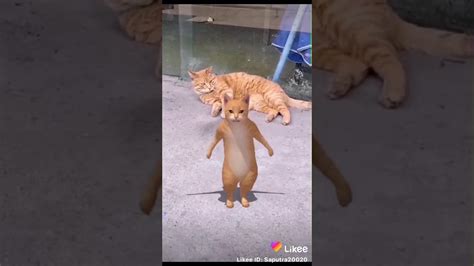 Video hiburan youtube yang ringan, lucu, dan unik. Vidio lucu kucing joget - YouTube