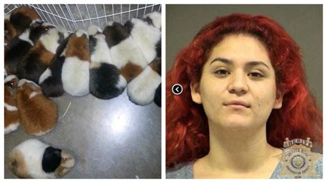 Louis zoo so she could be around. Teen arrested for dumping almost 30 guinea pigs in ...