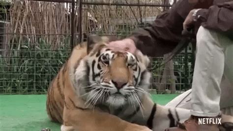 One day i went out to open up. Joe Exotic Tiger King Gif : Music Video GIF - Find & Share ...