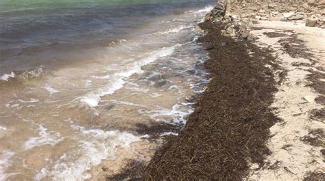 El sargazo y el síndrome blanco son dos factores que están causando alta mortalidad de las colonias de coral del arrecife mesoamericano, sin que hasta la. Sargazo podría servir como abono en Yucatán | La Verdad Noticias