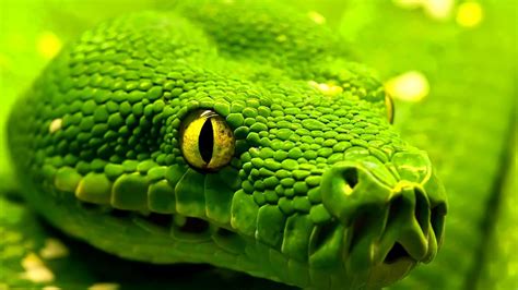 Check spelling or type a new query. Snake HD Wallpapers