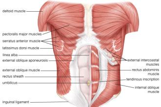 By either bringing the chest towards the pelvis (as with a crunch), or by bringing the pelvis towards the your external obliques sit on either side of your rectus abdominis, and are actually the largest of your abdominal muscles. oblique abdominals function : Biological Science Picture ...