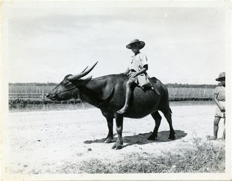 Maybe you would like to learn more about one of these? A young boy rides a water buffalo in Burma in 1944 | The ...