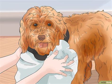 The following are simple tips for grooming your labradoodle at home. 4 Ways to Groom a Long Fleece Coated Labradoodle - wikiHow ...