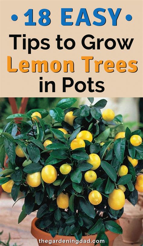 We learnt that trees are happiest where they have room to grow, with plenty of. 18 EASY Tips to Grow Lemon Trees in Pots | Growing lemon ...