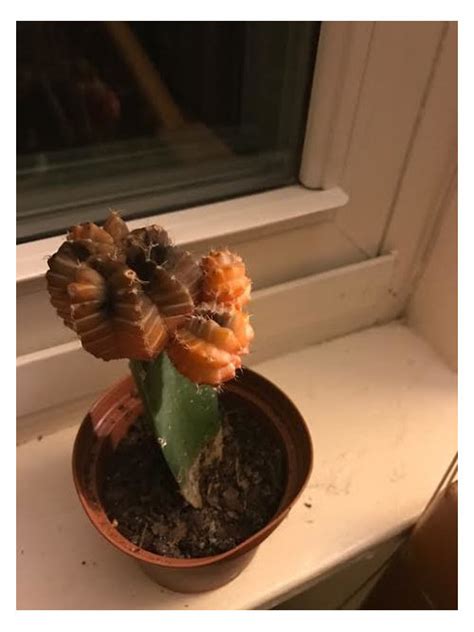 Grafting is a very simple and interesting process! Ruby ball cactus problem - red top part turning dark