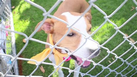 They are home and potty trained. Palm Springs Animal Shelter Dogs for Adoption - YouTube