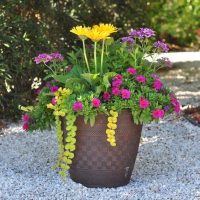 Everything you need to know about 25 beautiful purple flowers for your garden, flower pots and planters. Heat-Tolerant Container Gardens (With images) | Flower ...