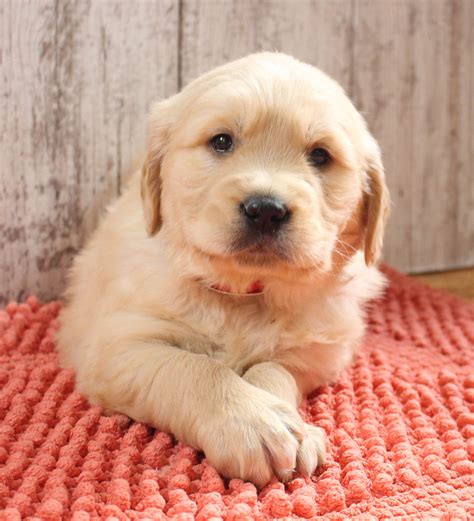 You'll find below all the articles written in the puppy category of this site. Golden Retriever Puppies Indiana Cheap - Animal Friends