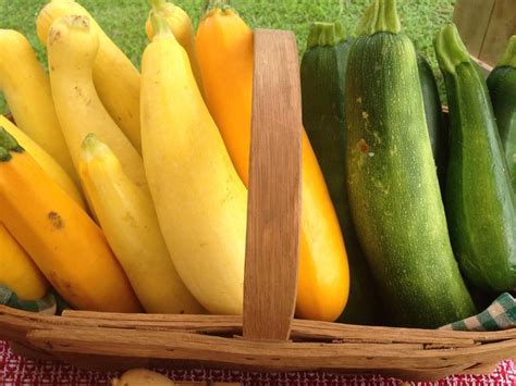 Bigger fruit become watery and lose flavour. Organic Zucchini an Yellow squash!! Nutrition galore!! So ...