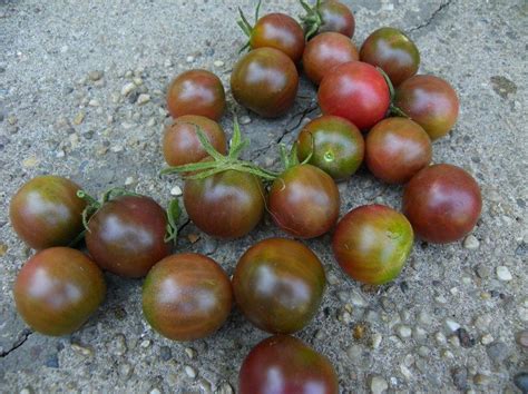 I've grown brown berry, chocolate black cherry i like, not so much either brown berry or chocolate cherry, so if i ever get back to growing varieties i like, and not necessarily. Tomato - Black Cherry - St. Clare Heirloom Seeds ...