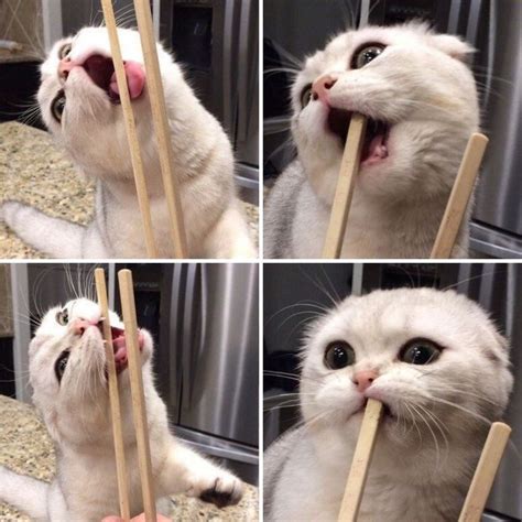 It may look complicated but the key is that the bottom chopstick remains still while the upper chopstick moves to grasp the food. Eating with chopsticks can be indeed tricky | Cat memes, Funny cats, Cute animals