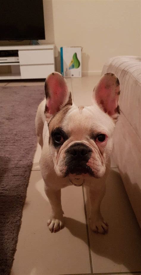 + 350 names for bulldog that are totally amazing. Can someone help suggest some names for my Male French ...