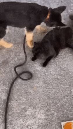Maybe you would like to learn more about one of these? Doggo knew what he was doing, dog GIFs - Gifvif