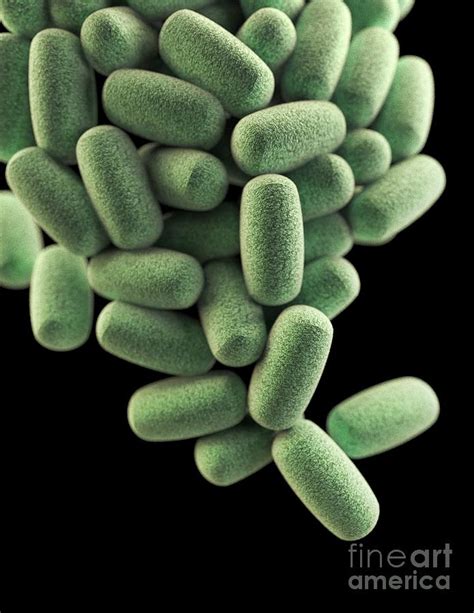 This genus includes several significant human pathogens, including the causative agents of botulism and tetanus. Clostridium Perfringens Bacteria Photograph by Cdc/science ...