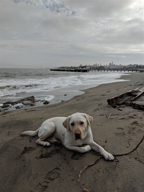 To expedite the adoption process, please complete the cat or dog adoption form and bring a printed copy with you to the sf spca adoption center (hours & location). Carl at Crissy Field. SF. Bay Area. | Dogs and cats and ...