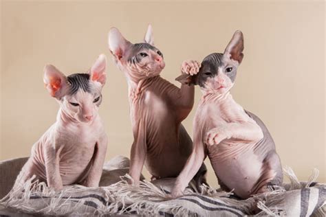 According to e.j shinick, the cats were given to. Get to Know the Sphynx: The Naked Aliens of the Cat World ...