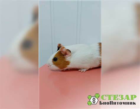 Морские свинки диета Почему стоит купить морскую свинку в качестве домашнего питомца Почему стоит купить морскую свинку в качестве домашнего питомца Морские свинки диета