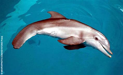 1,782,869 likes · 6,017 talking about this. Kisah Nyata Di Balik Dolphin Tale | pelita hati