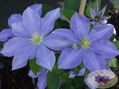 Check spelling or type a new query. Fujimusume - Shade Tolerant Clematis - Quick Selection ...
