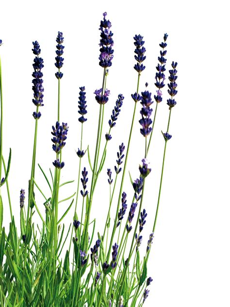 Pure lavendula angustifolia flowers carefully dried at bridestowe estate. Lavender Shortbread - The Culinary Chase