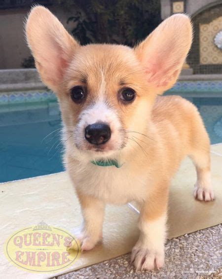 Both modern breeds, the pembroke and cardigan, are extremely affectionate and make for great companions for any household. Corgi Puppy  Dogs  Muntinlupa, Philippines -- rainman14