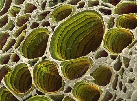 The xylem cells also support the weight of the water transported upward in the plant and the weight of the plant itself. Xylem plant cells, SEM - Stock Image C001/2573 - Science ...