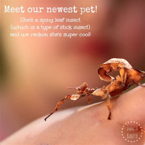 Learn these names of insects illustrated with interesting images to improve your vocabulary in english, especially for kids. How to care for a pet phasmid - Danya Banya