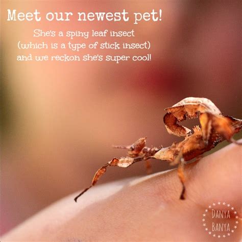 In pdf & google slides format. How to care for a pet phasmid - Danya Banya