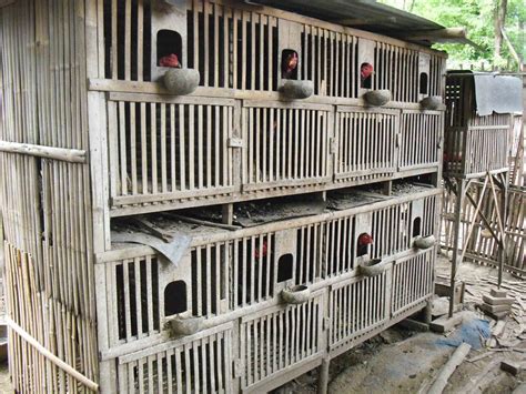 Model kandang ini sama seperti pada nomor 1. Kandang - Pusat penjualan Ayam Bangkok