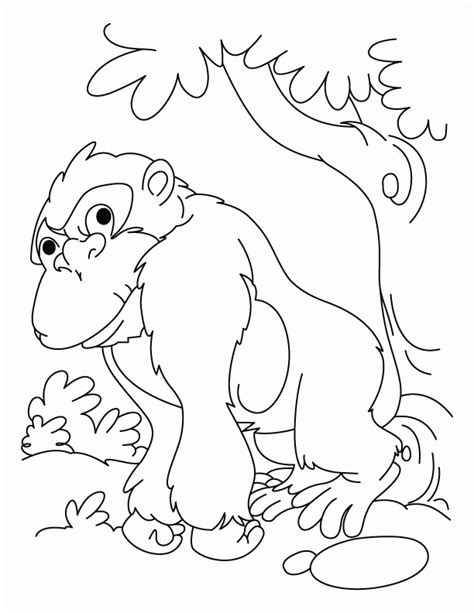 Make a coloring book with baby gorilla for one click. Gorilla Pictures For Kids - Coloring Home